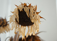 wilted-sunflower